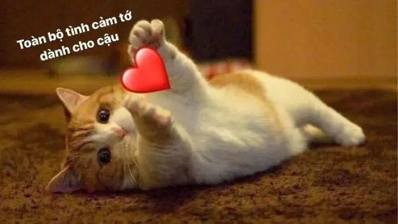 Tăng thêm niềm vui với cute ảnh meme tình yêu đáng yêu