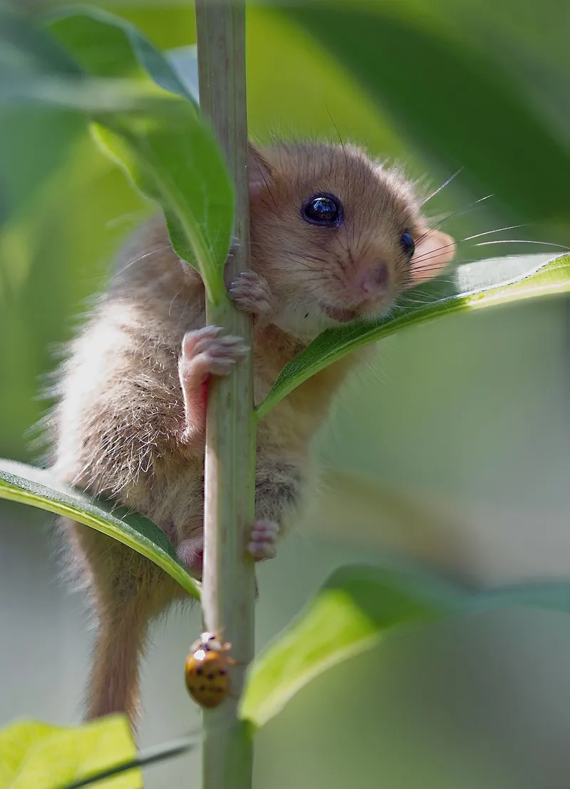 Hamster ăn chuối meme siêu hài và dễ thương