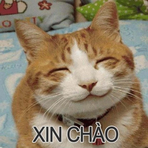 Meme chào mọi người ngộ nghĩnh, tạo không khí vui vẻ