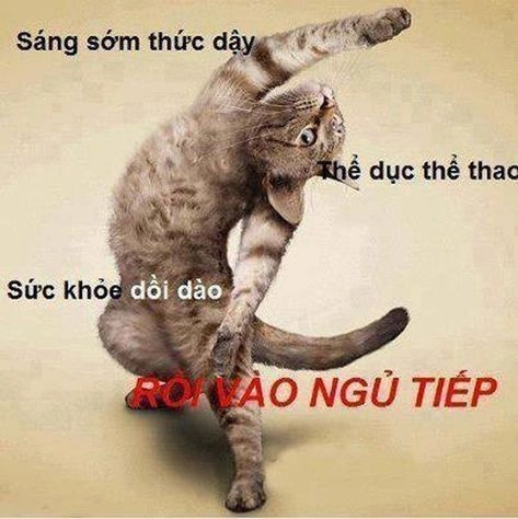 Meme mèo chào cờ độc đáo, khiến bạn bè bật cười