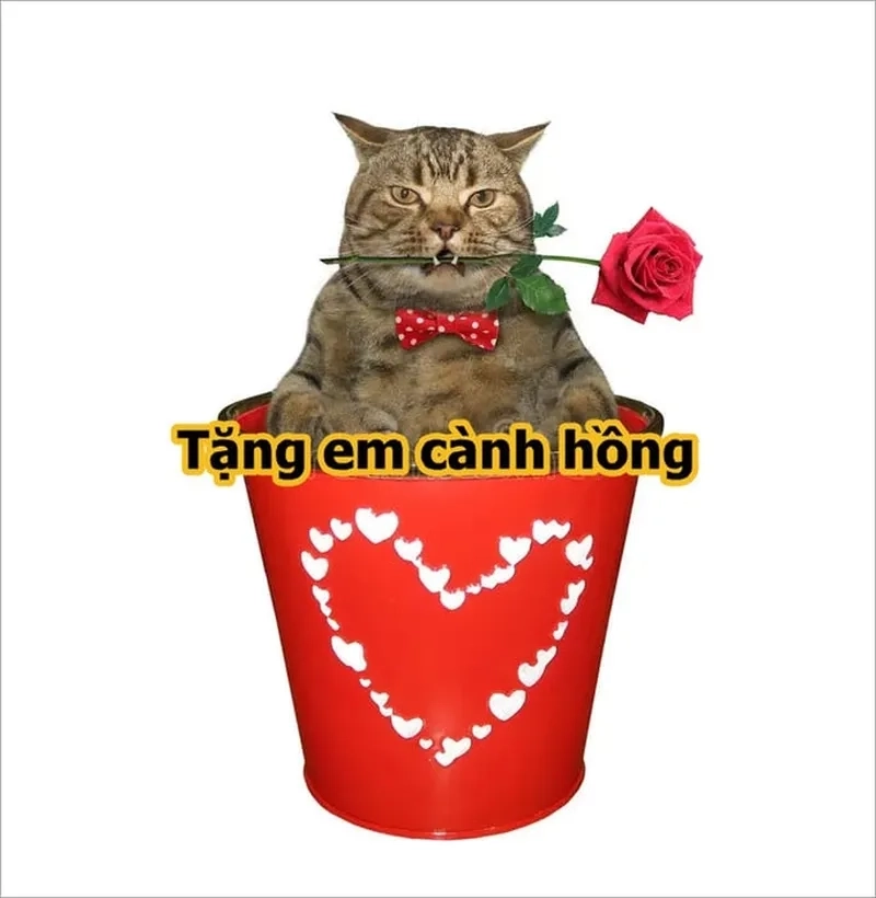 Mèo meme tặng quà cực kỳ hài hước và dễ thương, làm mọi người bật cười.