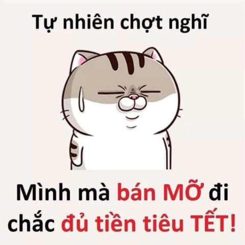 Cập nhật xu hướng mới cùng meme mèo tết 2024