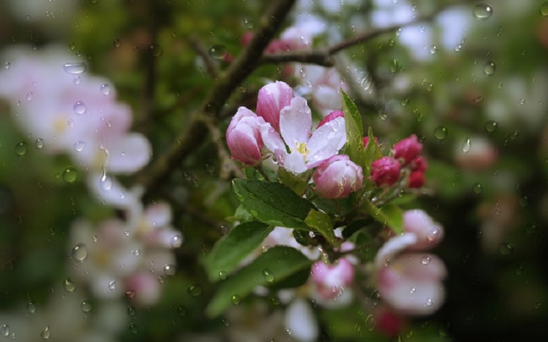 Bài thơ về mưa