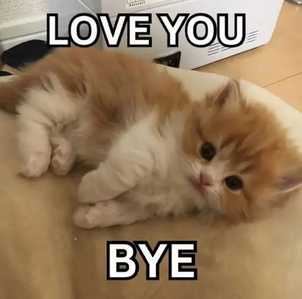 Bye bye mewing meme độc đáo, cực kỳ ngộ nghĩnh