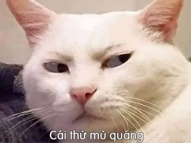 Meme gấu hài hước dành cho những ai yêu sự ngộ nghĩnh