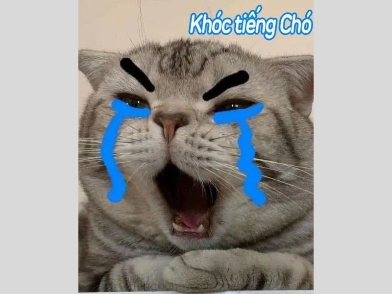 Làm sáng bừng ngày mới với hình ảnh meme hài hước