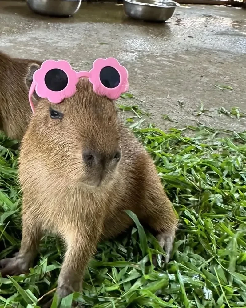 Avatar capybara meme cực chất để làm hình đại diện