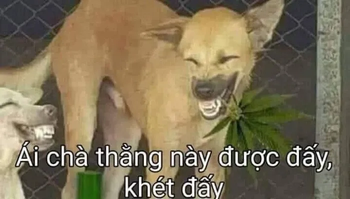 Chó shiba meme đáng yêu, biểu cảm siêu độc lạ gây sốt mạng xã hội