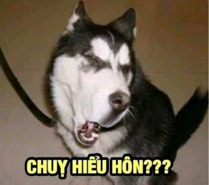 Chó meme hài ngộ nghĩnh, mang lại tiếng cười cho mọi người