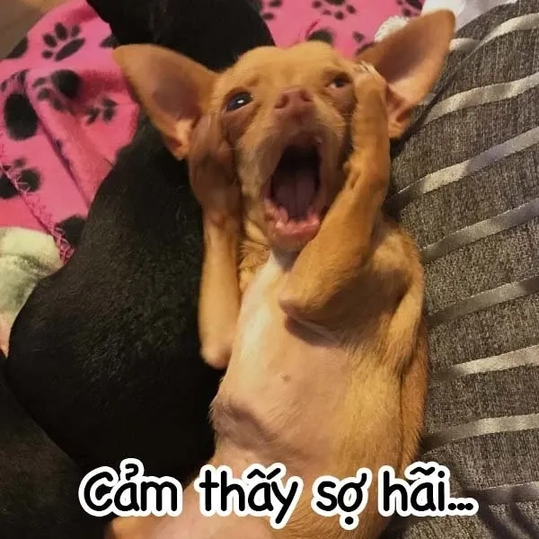 Meme chó chihuahua hài hước, làm sáng bừng không khí xung quanh