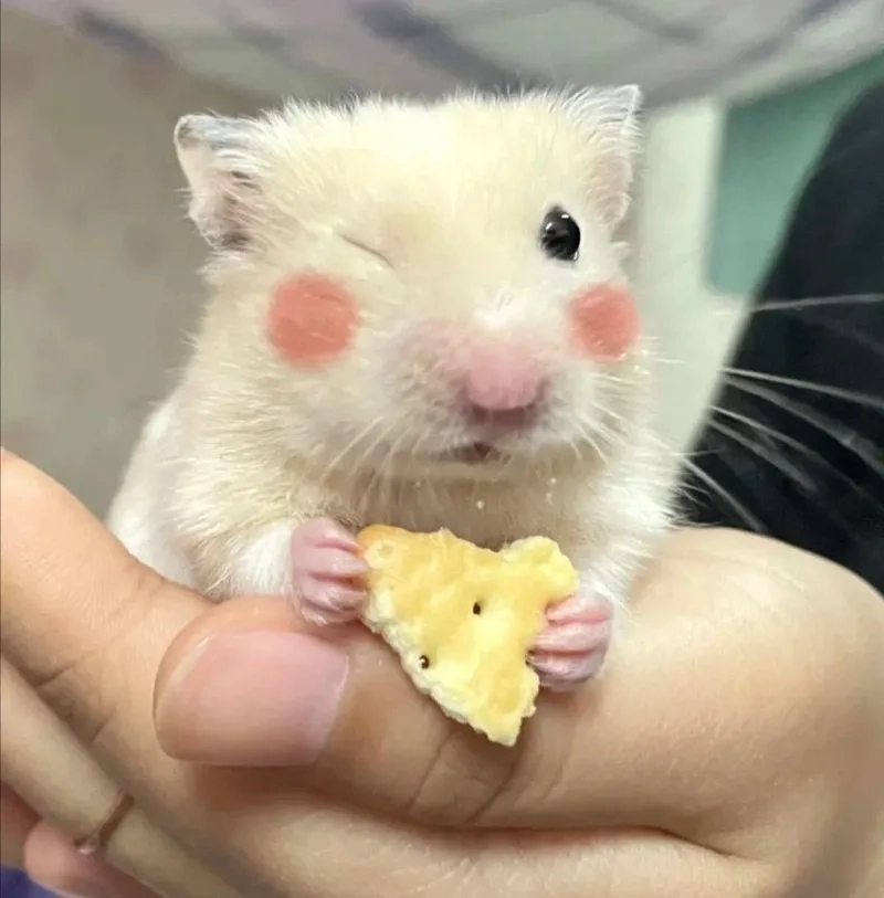 Meme hamster cầm thánh giá đầy sáng tạo và độc đáo