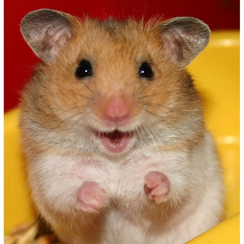 Ảnh hamster meme dễ thương khiến ai cũng phải bật cười