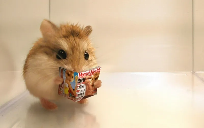 Hình hamster meme sáng tạo và hài hước