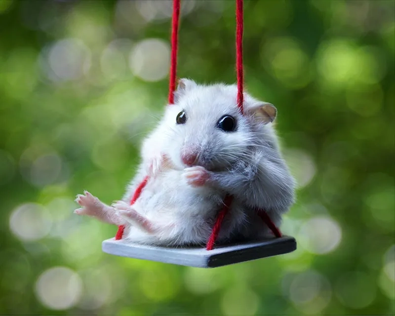 Meme hamster mắt to với ánh nhìn đáng yêu