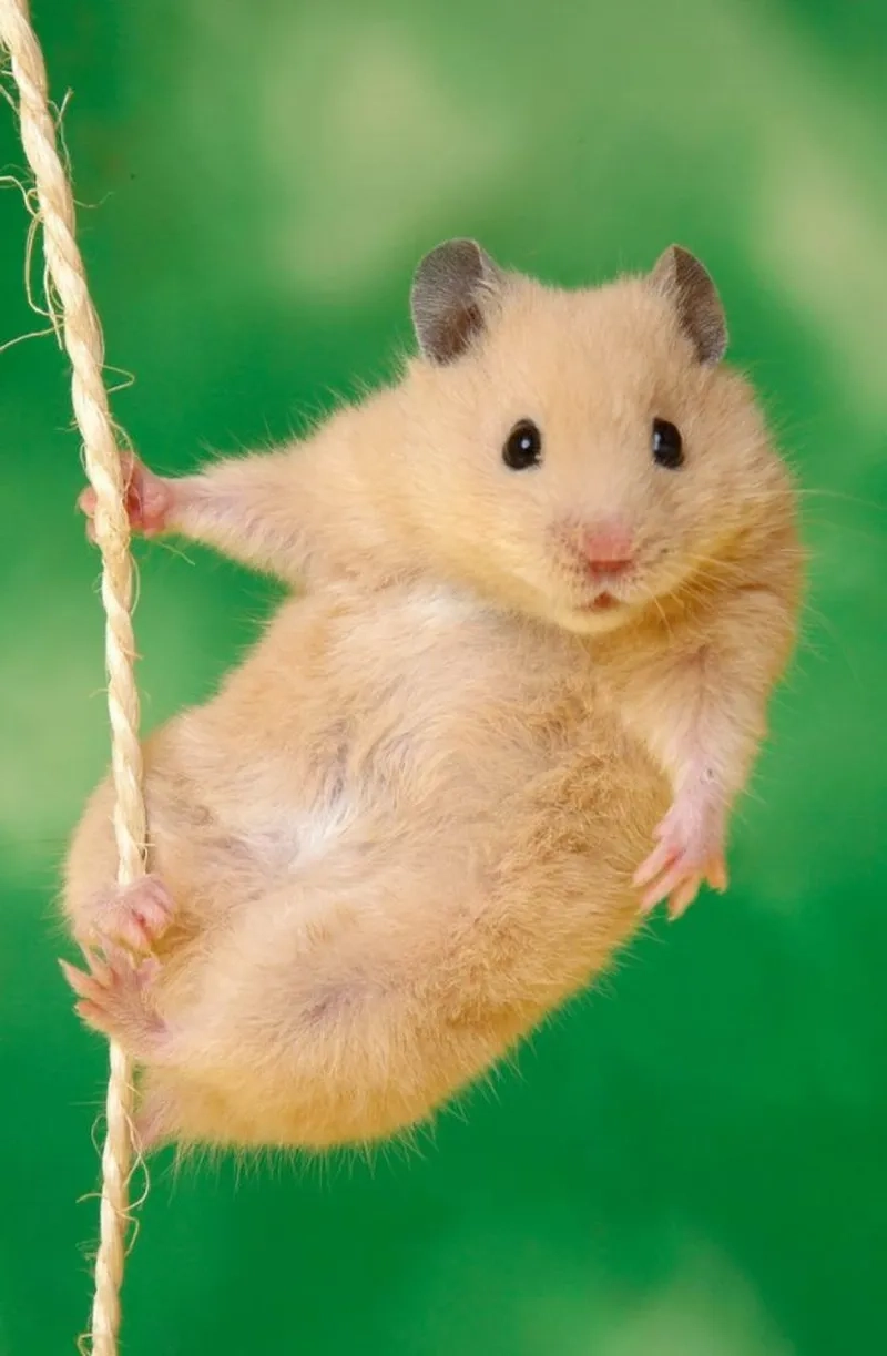 Hamster bear meme ngộ nghĩnh và đáng yêu