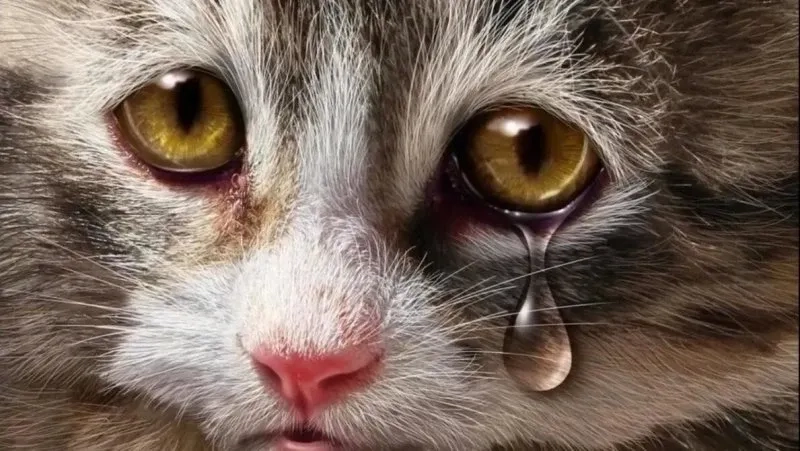 Những chú mèo dễ thương trong meme cat cry