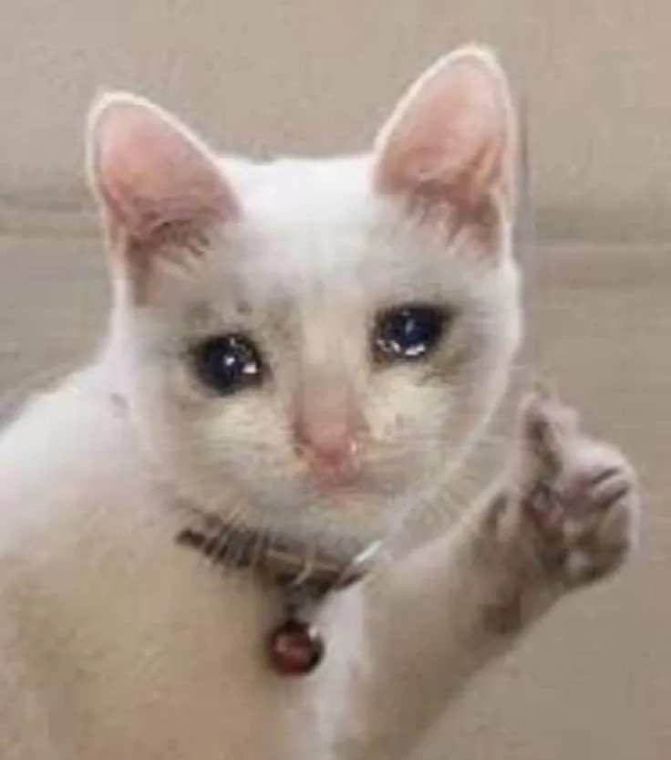 Cười thả ga với cry cat meme độc đáo