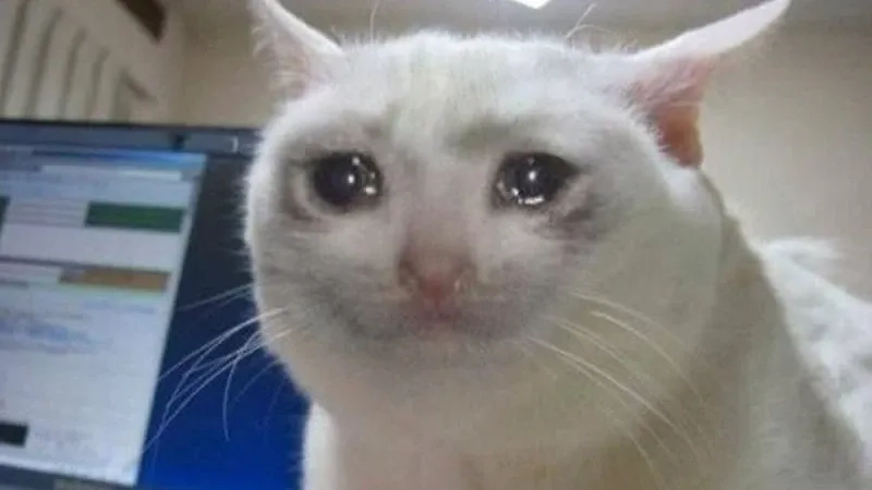 Những khoảnh khắc đáng yêu từ cat crying meme