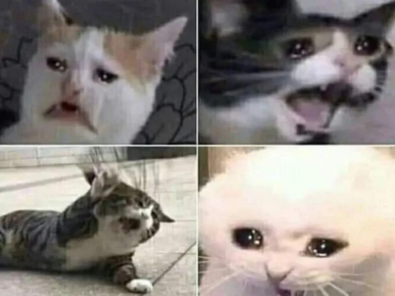 Dễ thương và hài hước với cat meme cry