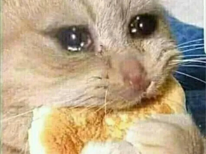 Chú mèo khóc siêu hài trong meme cat crying