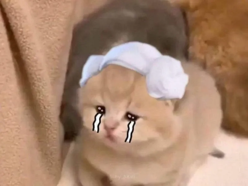 Cảm xúc được truyền tải qua meme crying cat