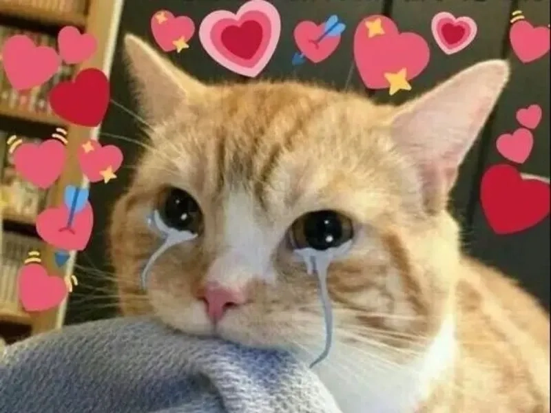 Bày tỏ cảm xúc qua meme cry cat siêu đáng yêu