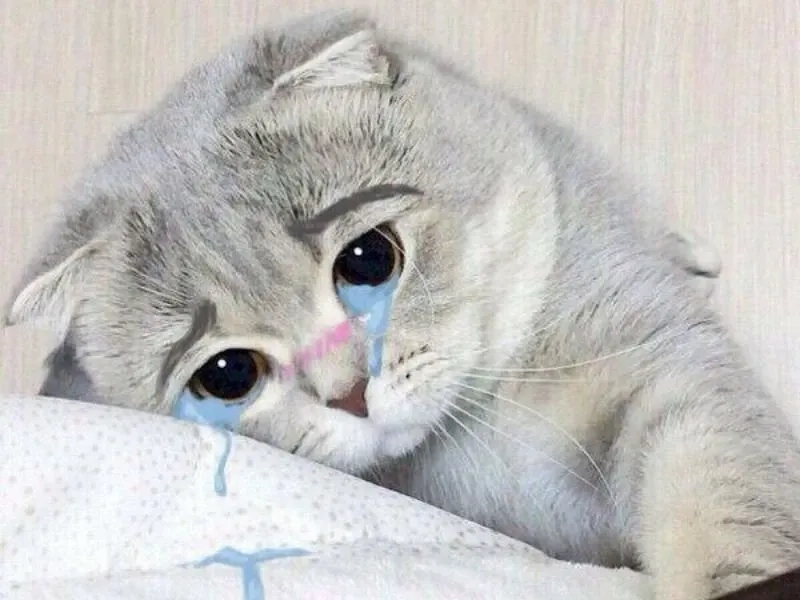 Những chú mèo dễ thương qua cat meme crying