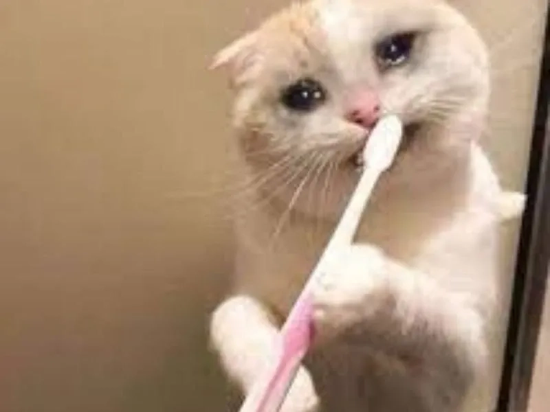 Chia sẻ những khoảnh khắc hài hước với cry meme cat