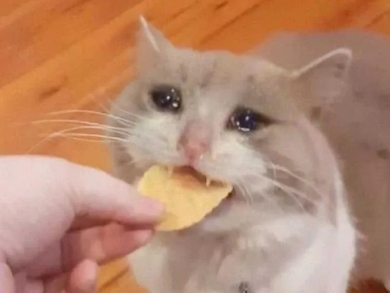 Siêu hài hước với crying banana cat meme