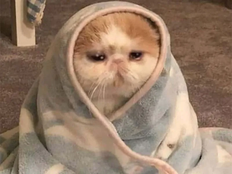 Dễ thương đến không thể rời mắt với banana cat cry meme