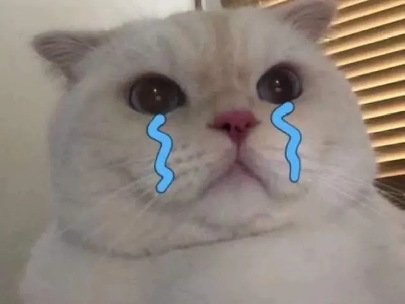 Những biểu cảm đáng yêu của mèo qua mèo cry meme