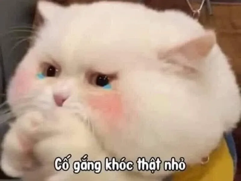 Biểu cảm hài hước từ crying meme emoji