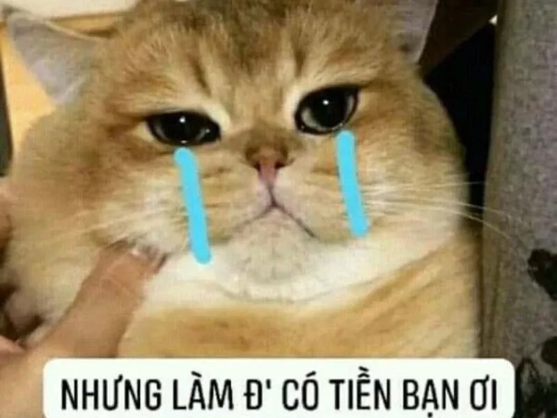 Khám phá cảm xúc qua crying pepe meme