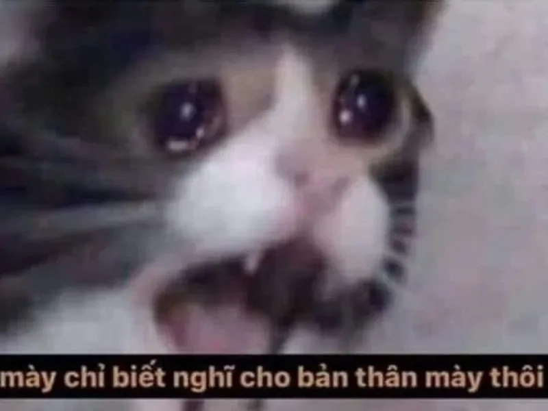 Jerry đầy cảm xúc trong meme jerry crying