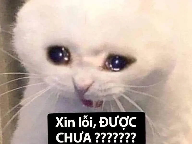 Tiếng khóc siêu dễ thương từ frog cry meme