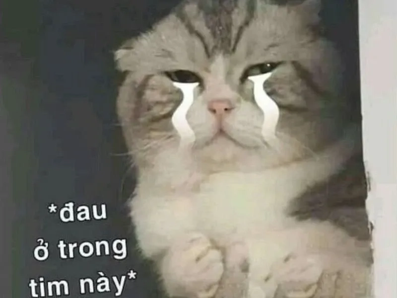 Cảm xúc thú vị từ jerry cry meme