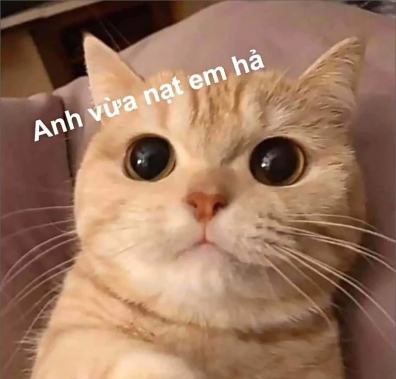 Cute meme với những biểu cảm hài hước đáng yêu