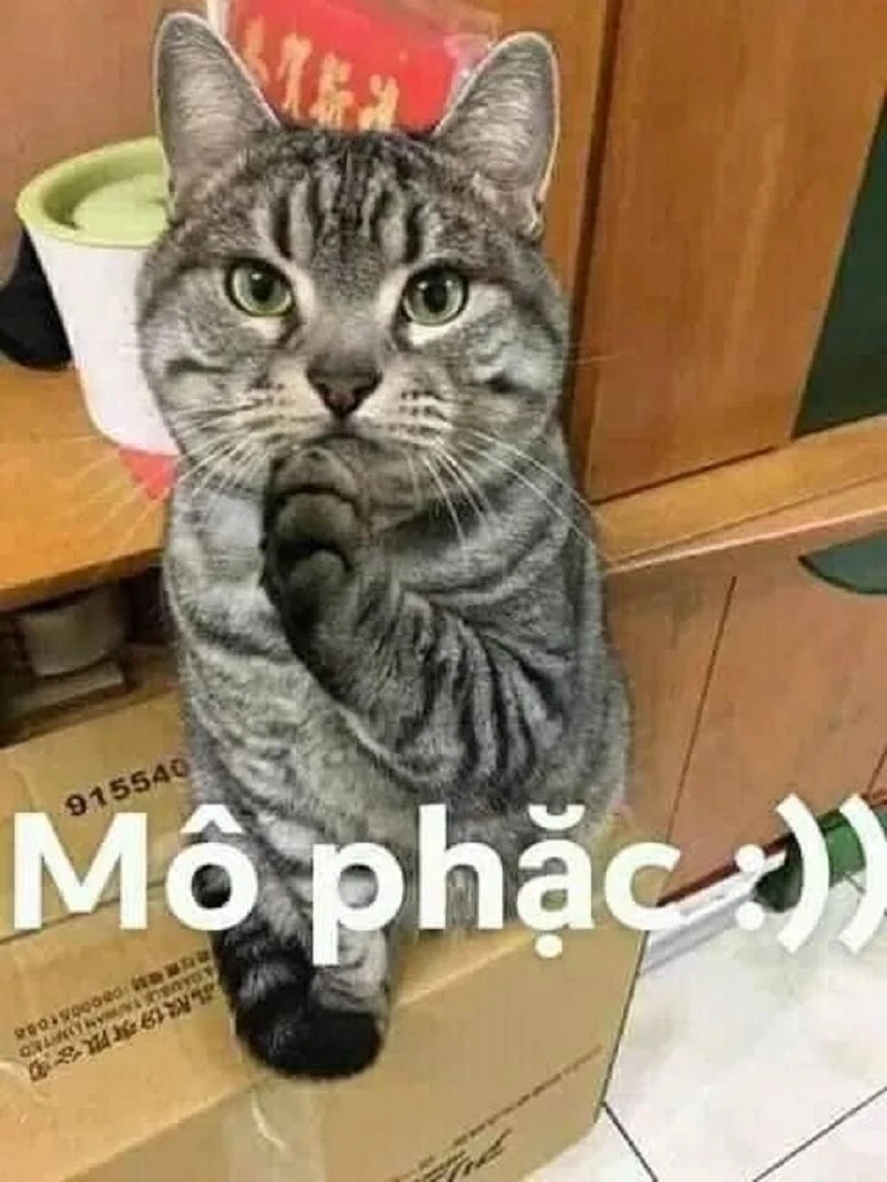 Meme ảnh hài hước cute khiến ngày vui hơn