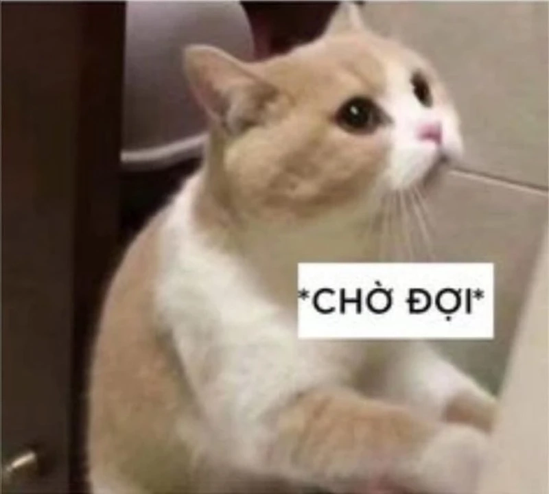 Meme hài cute với góc nhìn dễ thương