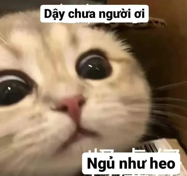 Hình meme cute đáng yêu, tạo điểm nhấn cho trang cá nhân