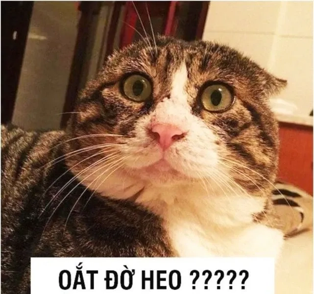 Meme ngủ ngon cute mang lại giấc ngủ ngọt ngào cho bạn