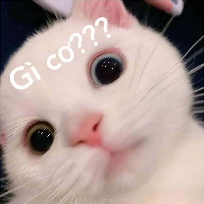 Meme chúc ngủ ngon cute dễ thương, chia sẻ ngay để lan tỏa yêu thương