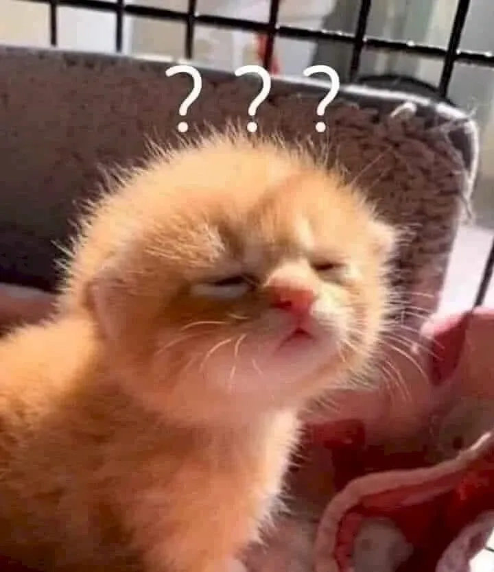 Meme ảnh mèo cute khiến bạn không thể nhịn cười