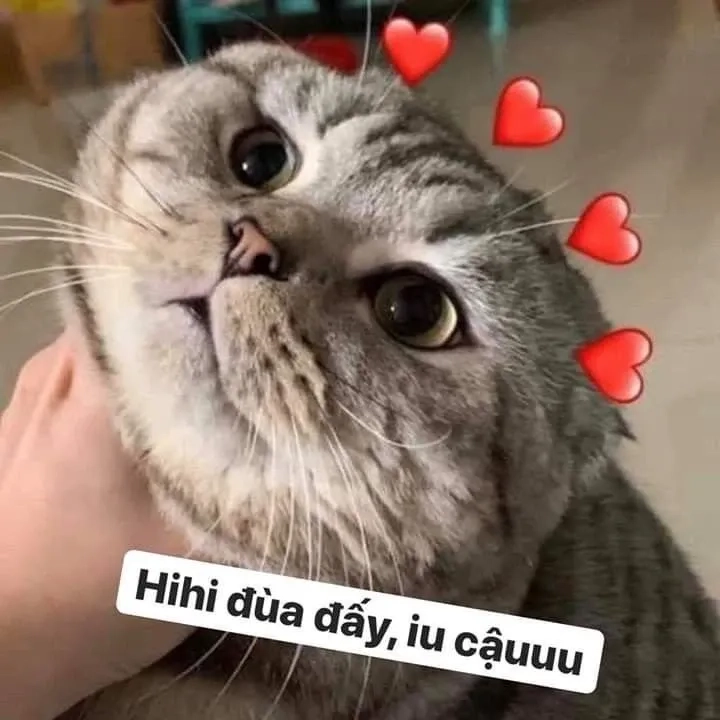 Meme ảnh mèo cute trái tim ngọt ngào