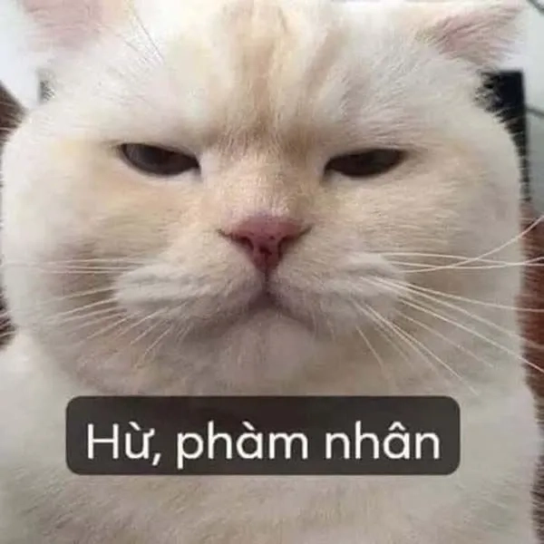 Hài hước icon ảnh meme cute mang lại nụ cười mỗi ngày