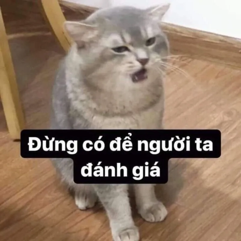 Meme mèo khóc cute biểu cảm buồn cười, lan tỏa sự dễ thương