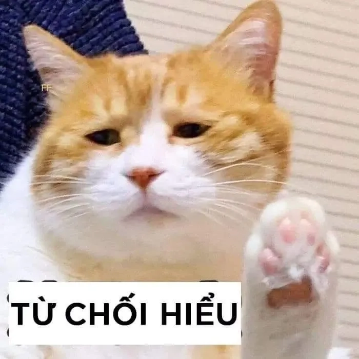 Meme cute mèo ngộ nghĩnh, biểu cảm khiến bạn yêu ngay từ cái nhìn đầu tiên