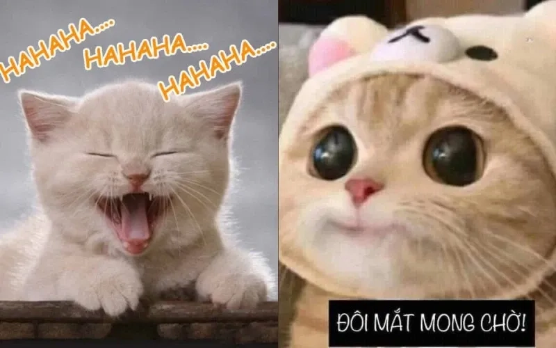 Cười sảng khoái với haha sike meme siêu thú vị