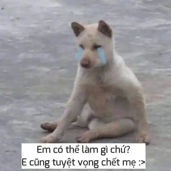 Meme gấu trúc bất lực dễ thương và vui nhộn