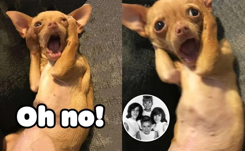 Meme bất ngờ cute làm cộng đồng mạng thích thú